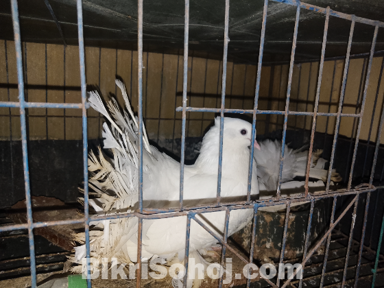 ময়ূরপঙ্খী কবুতর